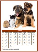 June 2020 calendar of serie 'dogs'